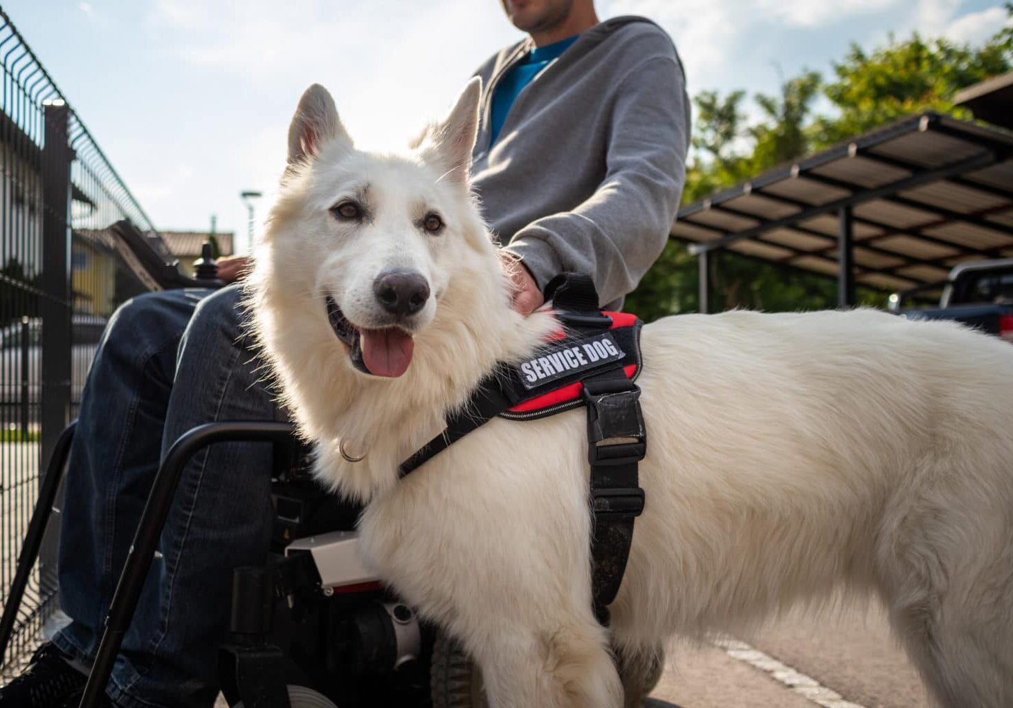 Man with disability and service dog at his apartment complex